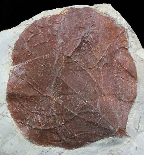 Fossil Leaf (Zizyphoides flabellum) - Montana #52242